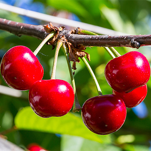 开云电竞登录入口大红樱桃二