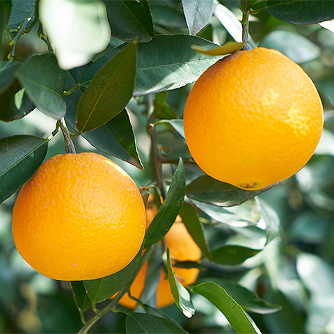 开云电竞登录入口热带水果四