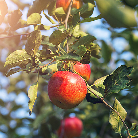 开云电竞登录入口热带水果五