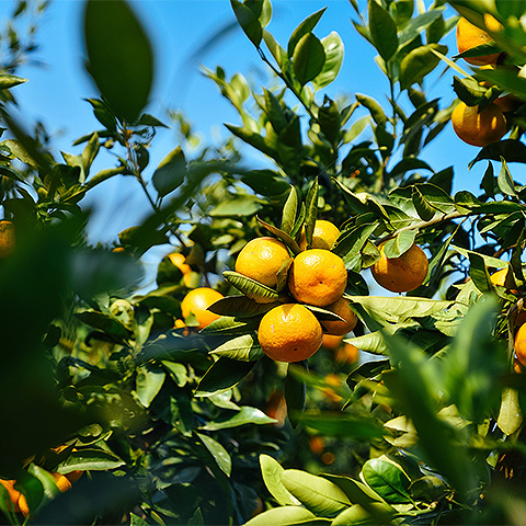 开云电竞登录入口热带水果六